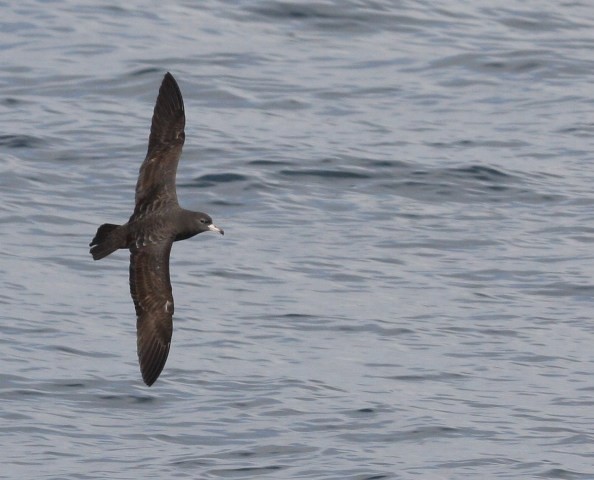 Flesh-footed Shearwater